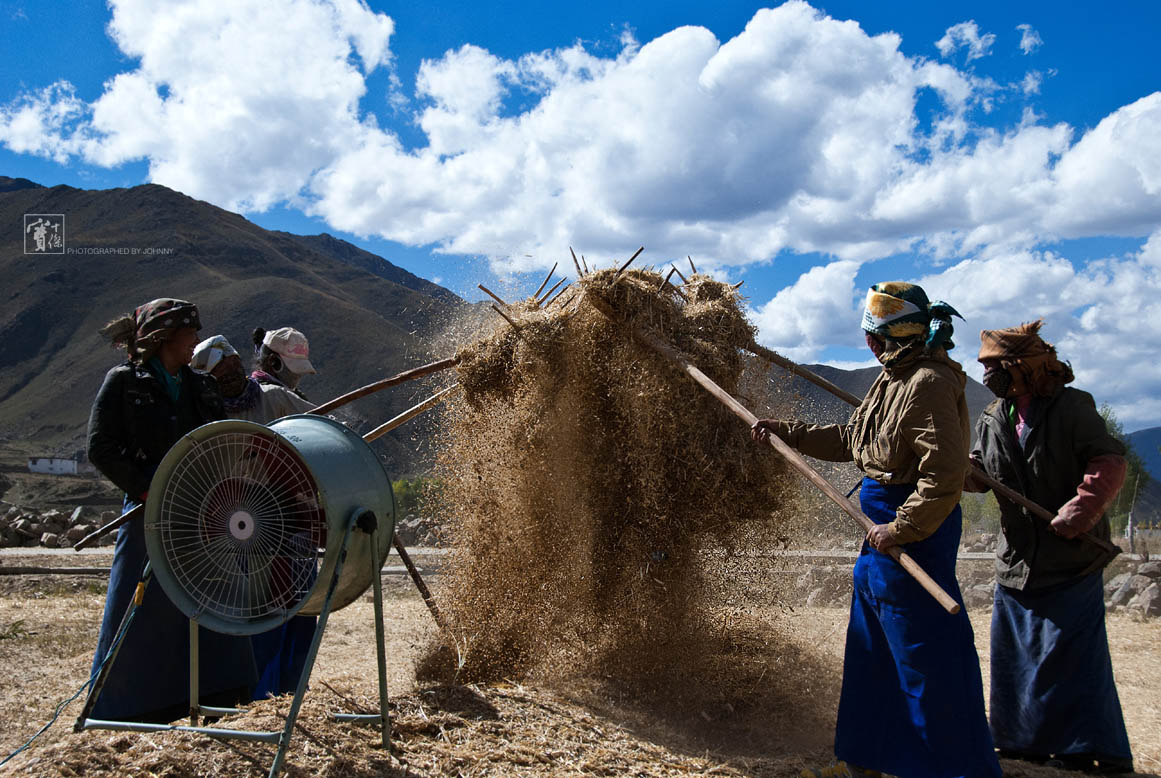 青稞收获的季节，藏民都很忙乎