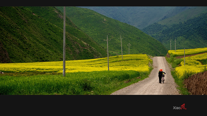 【甘南，夏河，出县城，沿着这条山沟的土公路进去，里面有一个叫“着芊”的村子。七月的甘南，油菜花开。】