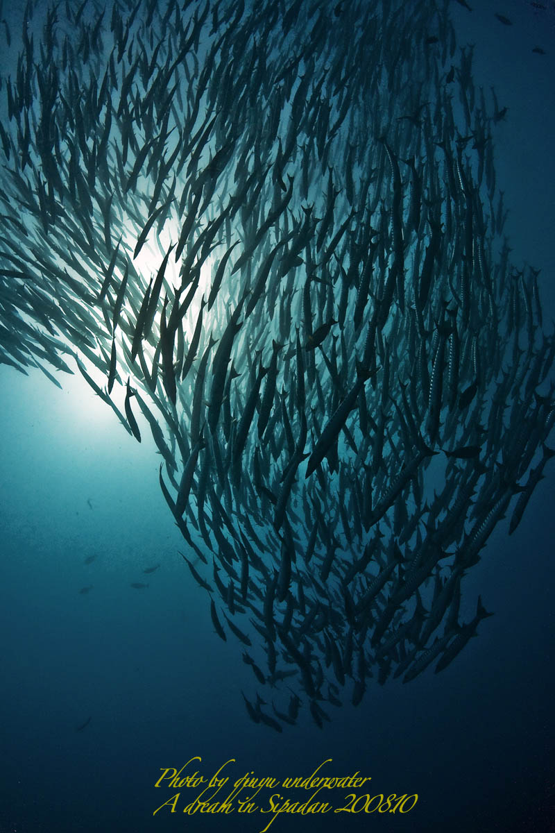 海狼风暴