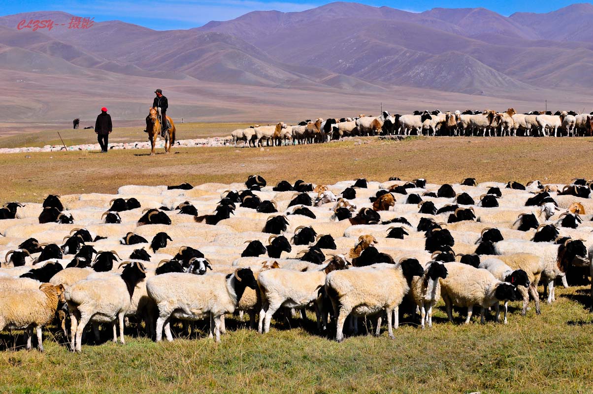 草原的羊群中，大部分都是肉质鲜美的黑头羊。