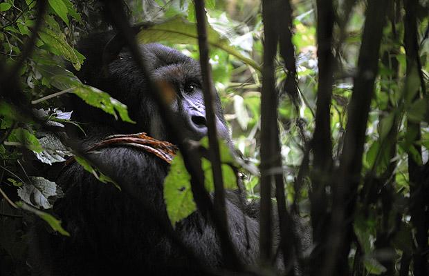 刚果，威龙加国家公园 刚果四大国家公园之一的威龙加国家公园一向以山地大猩猩而闻名于世，但是非法狩猎和内战导致这里野生动物的数量下降，因此使威龙加国家公园也陷入濒临边缘。