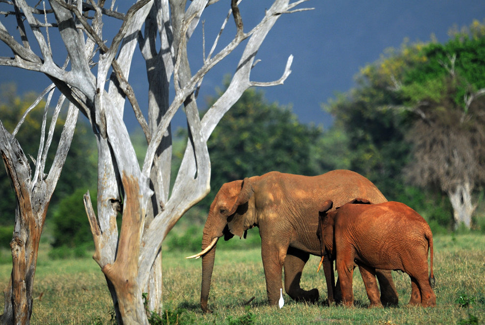 2012年3月12日，大象在肯尼亚察沃东部国家公园里吃草。为猎取象牙，屠杀大象的事件急剧增加。尽管肯尼亚政府和国际野生组织采取了大量的行动，该国估计总数为30000头的大象越来越受到不断增加的偷猎者的威胁。(Tony Karumba/法新社图片/华盖创意)