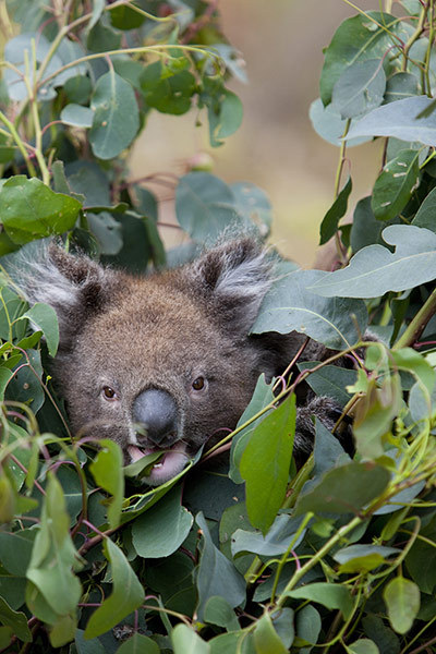 澳大利亚政府将部分地区的考拉列为濒危物种