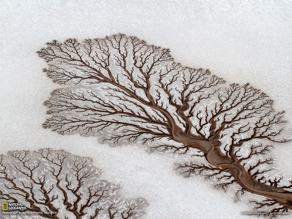 墨西哥下加利福尼亚州的沙漠，河流形成不可思议的树形图案。