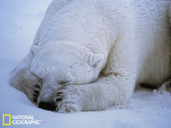 这头正在睡梦中的北极熊看起来太萌了。但是小心，北极星在北极圈内是毋庸置疑的统治者，没有任何天敌，处于北极食物链的顶端，它们勇猛好斗，随时可能袭击人类。