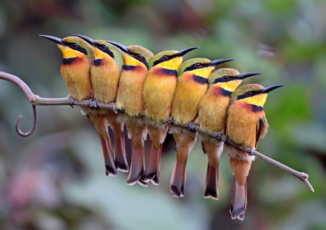 7只小食蜂鸟（bee-eaters）摄影：Kit Day