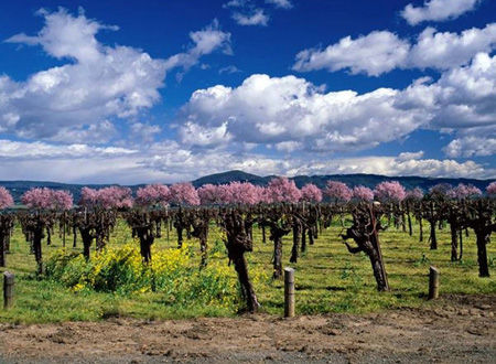 【加利福尼亚，纳帕谷】位于加利福尼亚纳帕镇外的Trefethen家庭葡萄园出产最高品质的夏多内葡萄酒。此品种的白葡萄酒长久风靡美国，而Trefethen出产更是对味蕾的一种诱惑。
