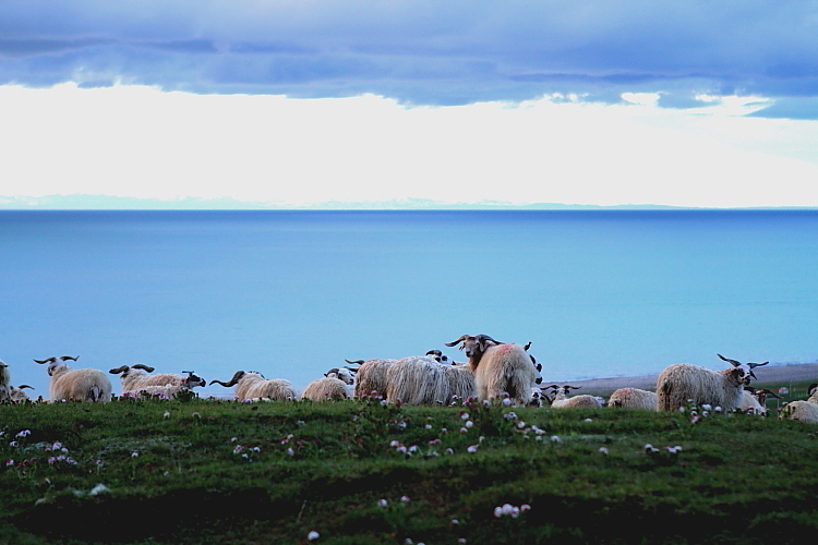 羊群被景色吸引着，而其中一只转过头来····