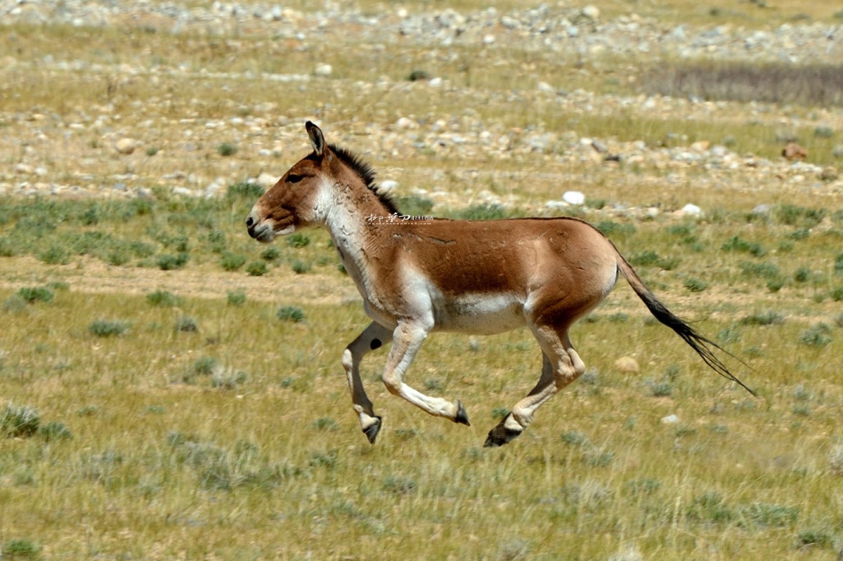 西夏巴马大草原的野驴