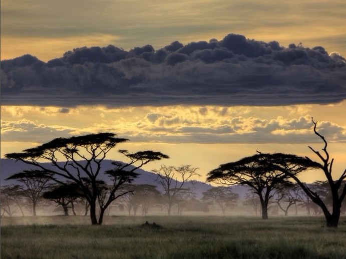 坦桑尼亚塞伦盖蒂平原