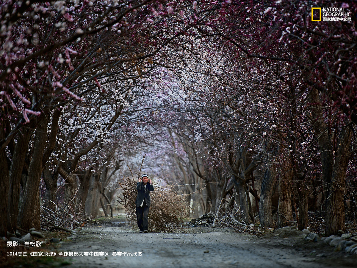 砍柴归来-新疆阿克陶县深山里，杏花已经开满了路两旁，一位塔吉克人背了很多砍伐的荆棘路过。他的眼睛看着正前上方的花儿，似乎很多笑意绽放如花。摄影：崔松歌