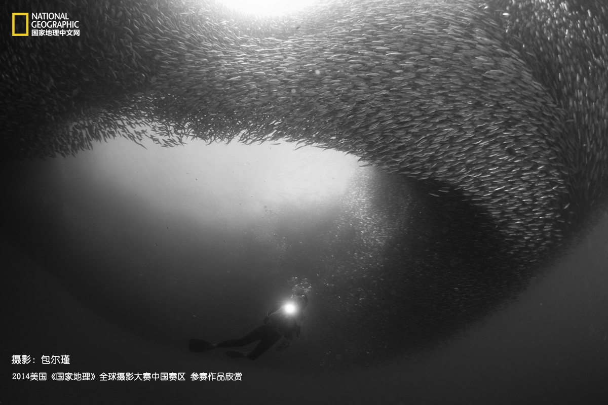 《沙丁鱼风暴》 一名潜水员置身于沙丁鱼群之中。摄影：包尔瑾
